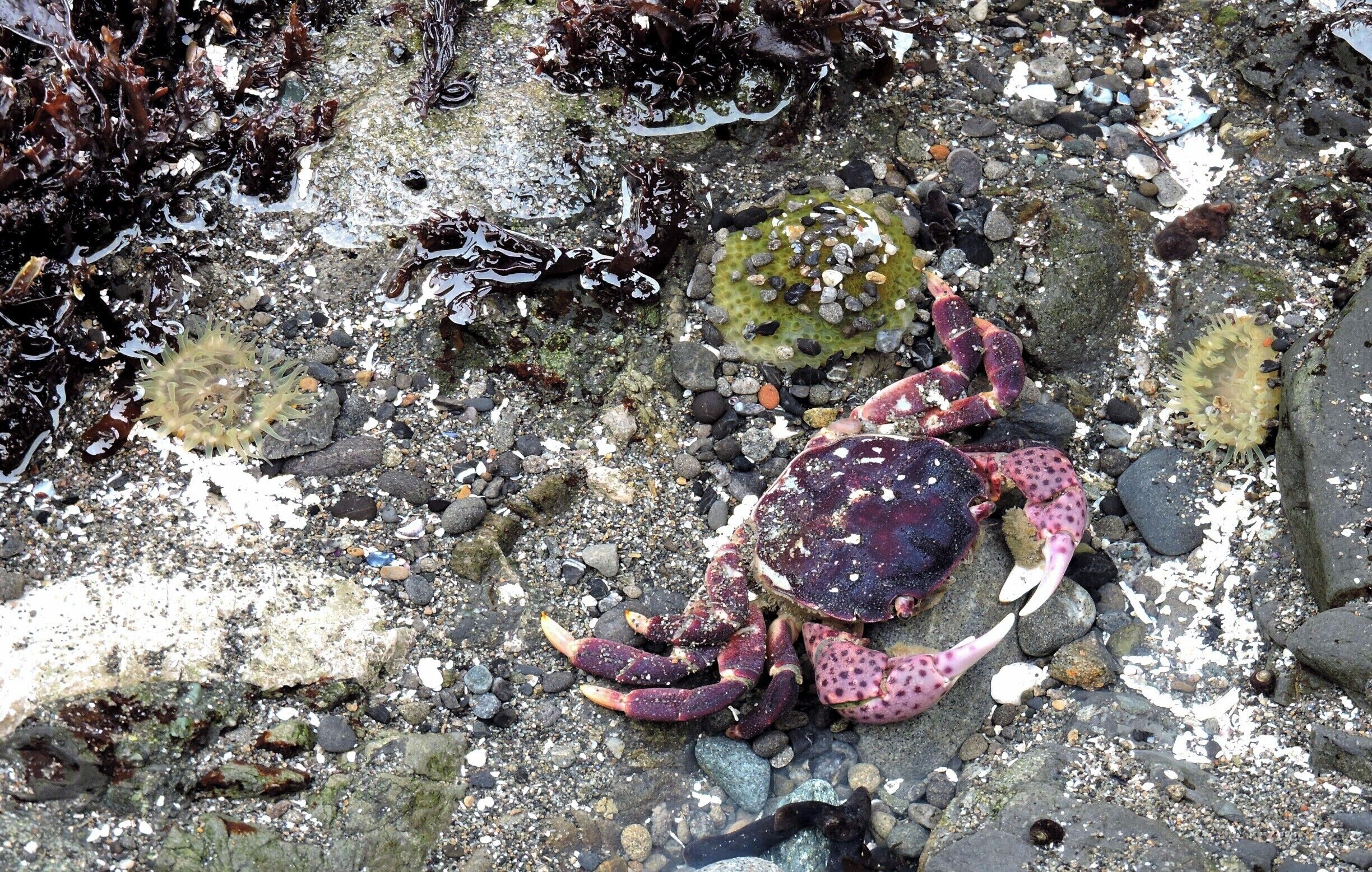Shelter Cove Tidepools