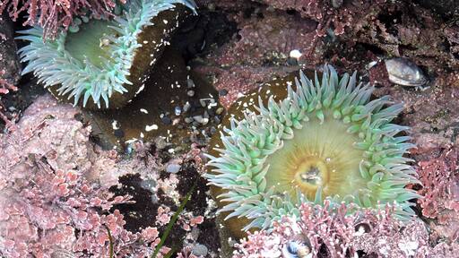Shelter Cove Tidepools