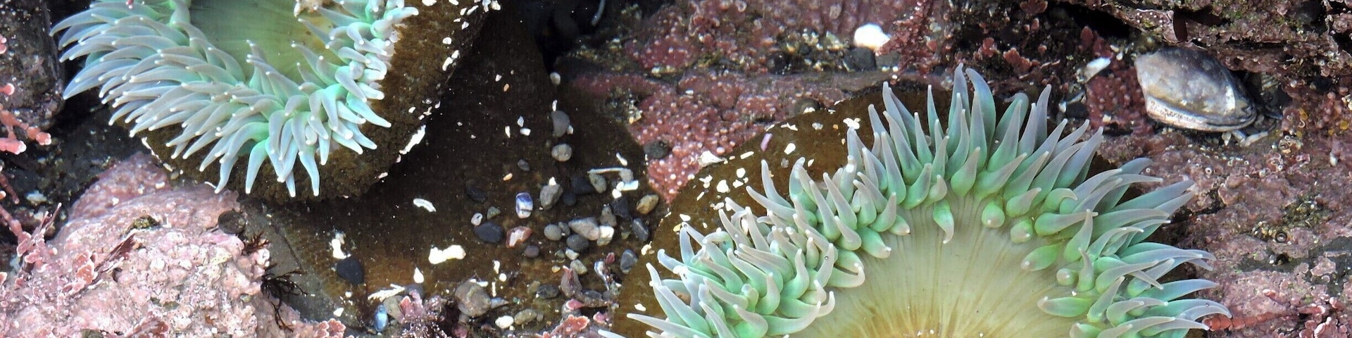 Shelter Cove Tidepools