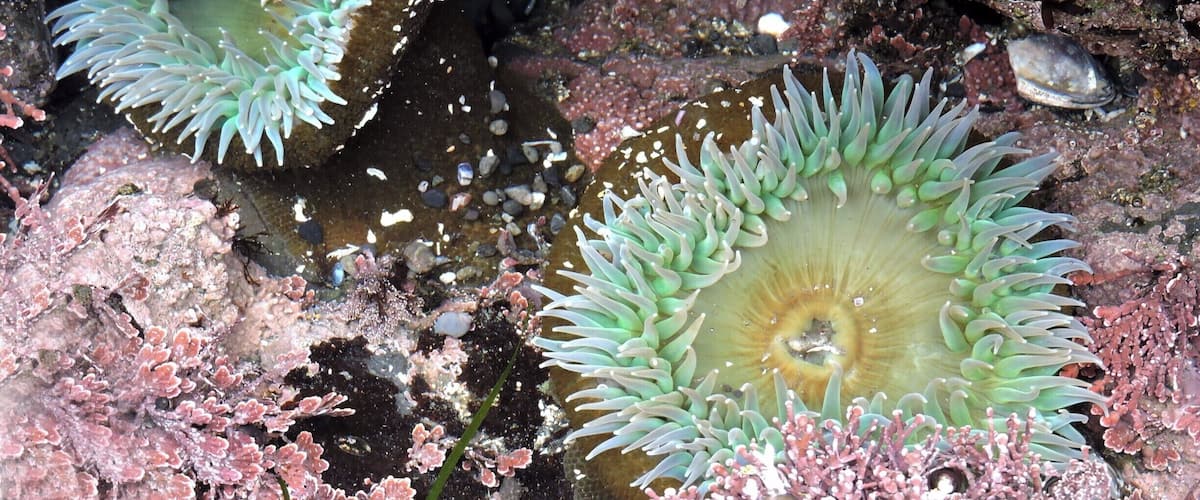 Sea anemones and coral in a rocky underwater environment.