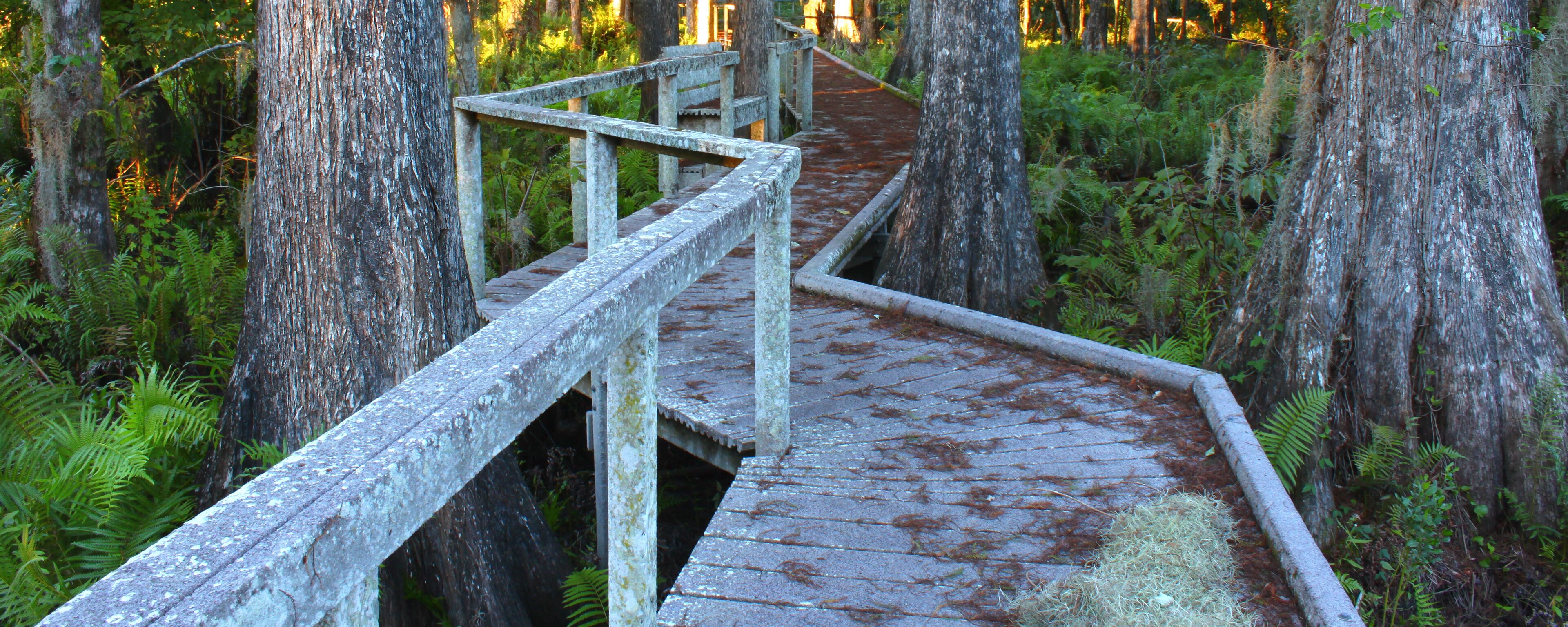 A wooden boardwalk through a forest with tall trees and ferns.