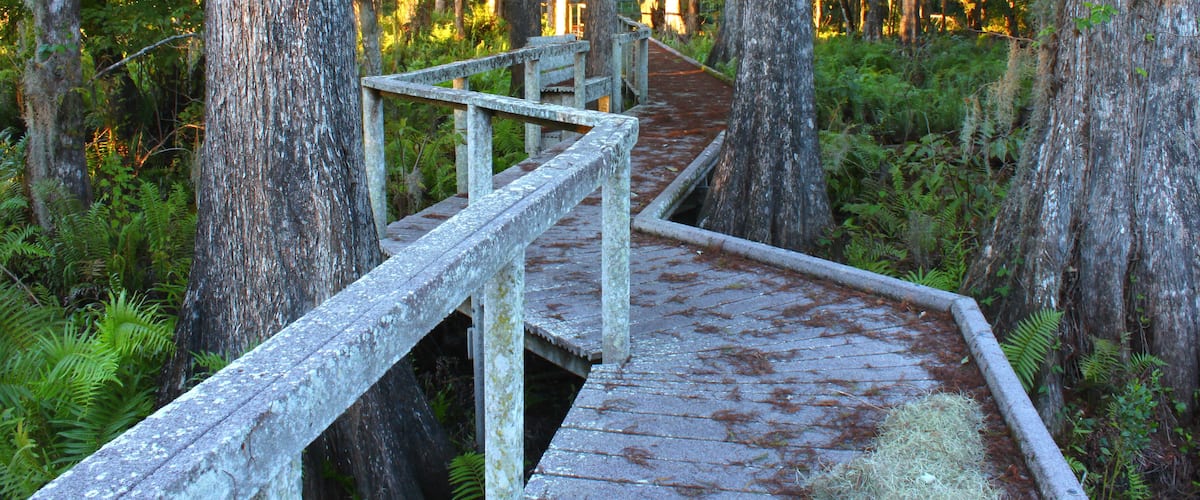 A wooden boardwalk through a forest with tall trees and ferns.