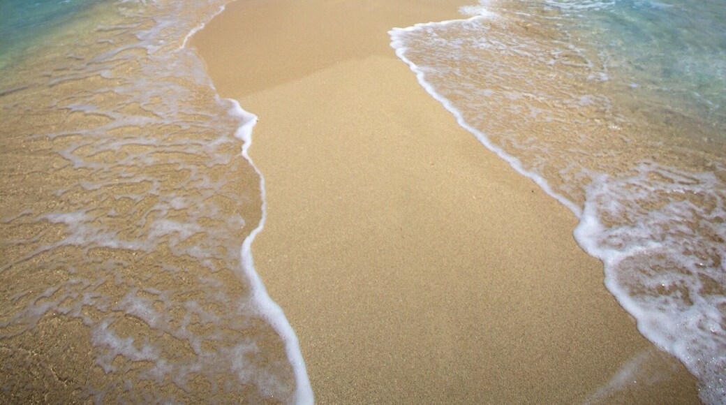 Slice of p a r a d i s e 🐟🐠🌴☀️