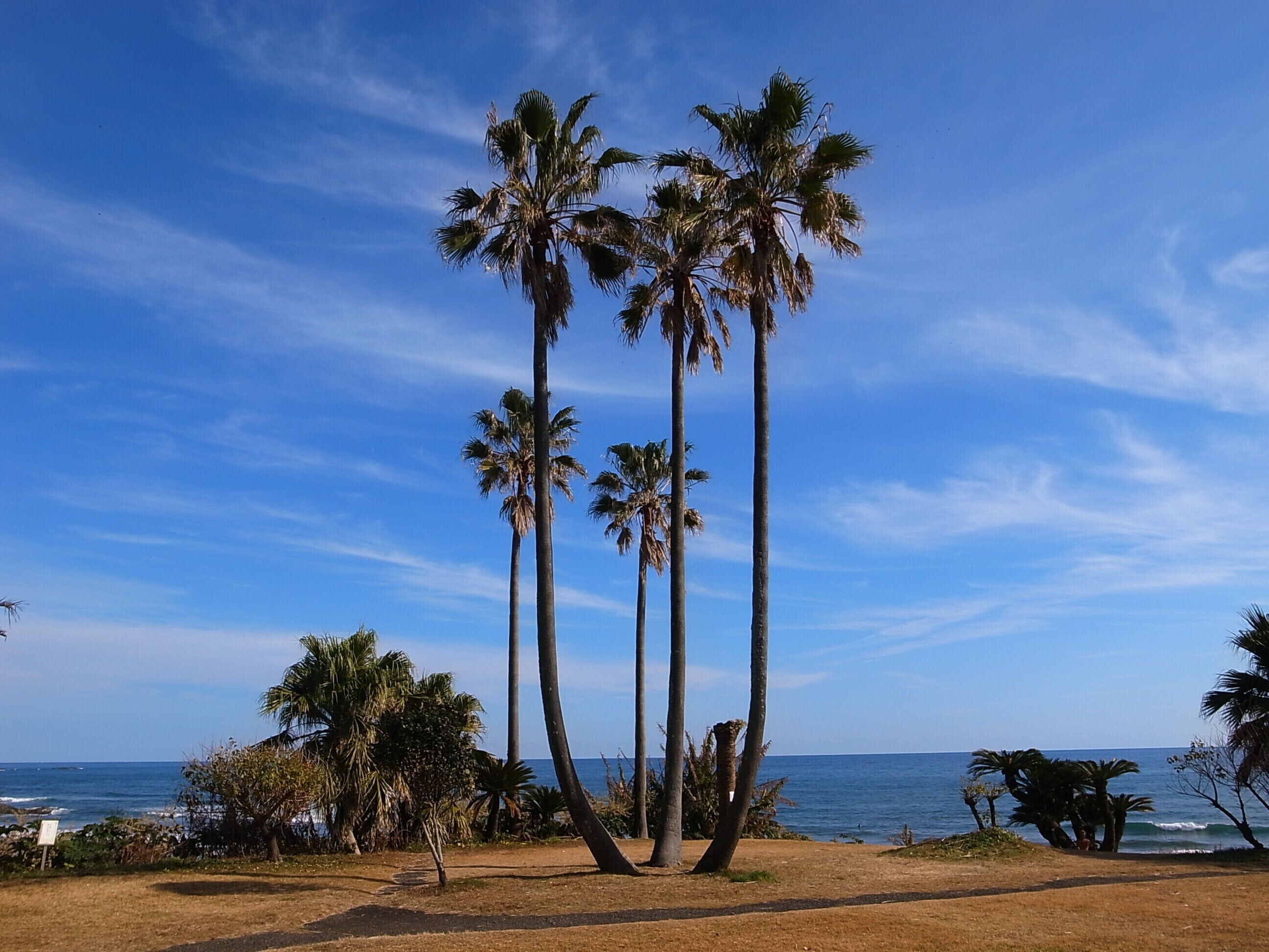 太平洋ドライブイン