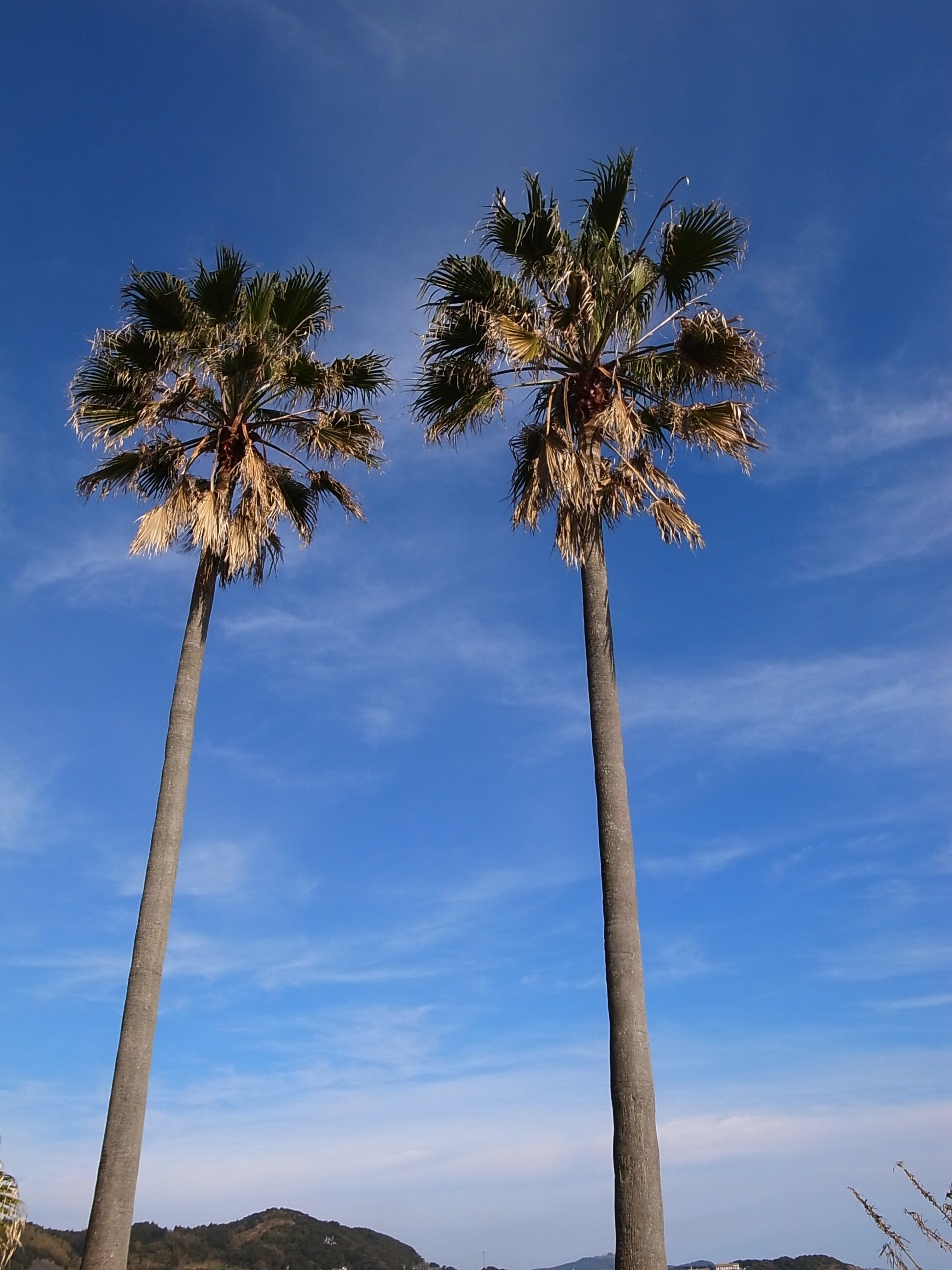 太平洋ドライブインのフェニックス