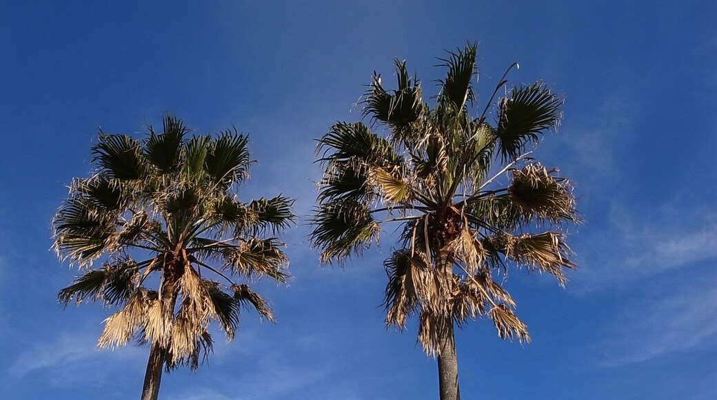 太平洋ドライブインのフェニックス