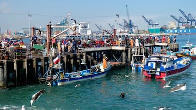 It’s time to bring in the fish. It was impossible to get a picture without all the birds trying to get a fishy treat. What a great port to sit and watch.