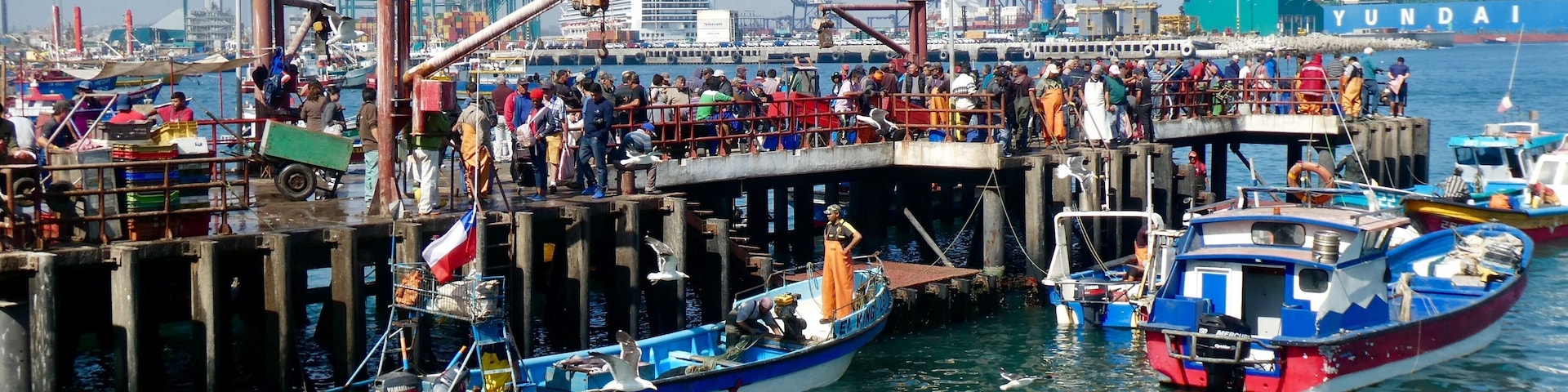 It’s time to bring in the fish. It was impossible to get a picture without all the birds trying to get a fishy treat. What a great port to sit and watch.