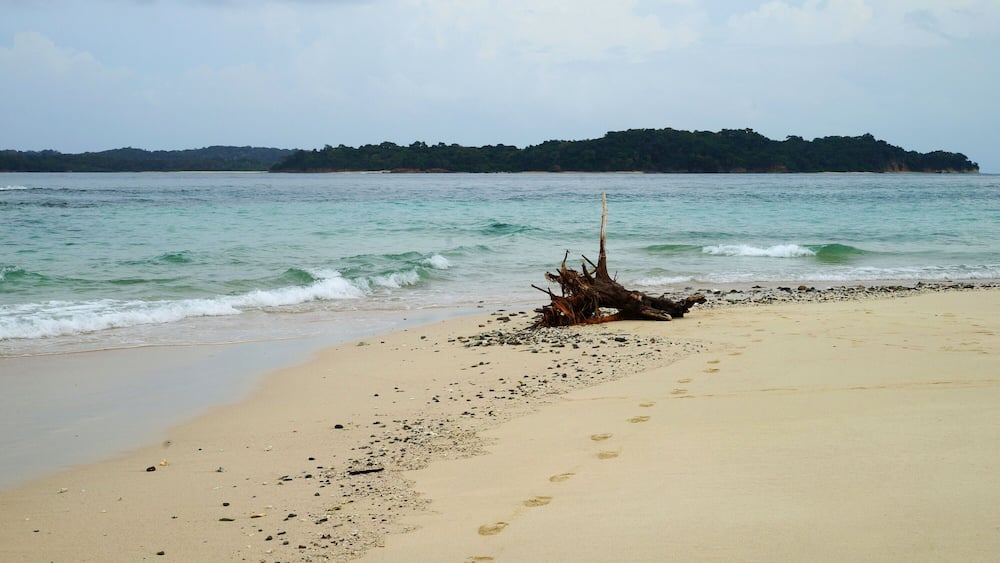 Snag on the sand beach of Isla Bajo Boyarena, San Miguel, Panama