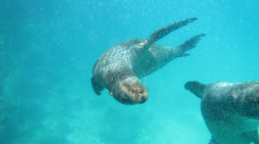 The sea lions here are as playful as black lab puppies!