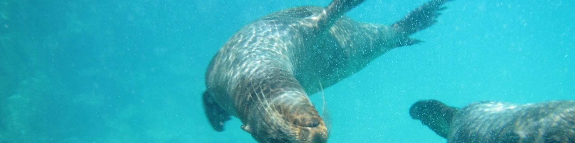 Two sea lions swimming underwater.