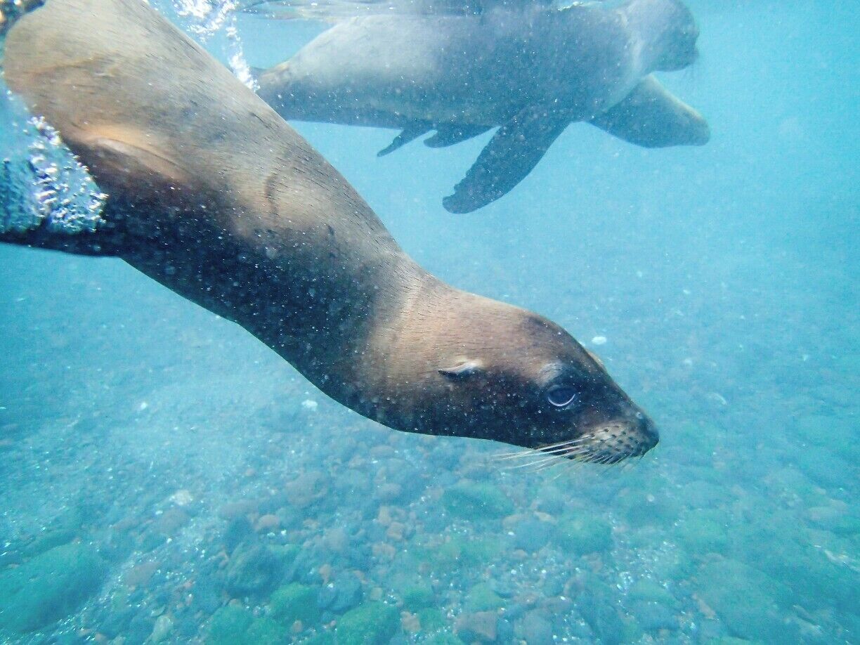Swimming with baby sea lions was the perfect way to finish up our Galapagos adventure. A whole group of them were playing with us, and seemed especially drawn to the kids in our group. 

