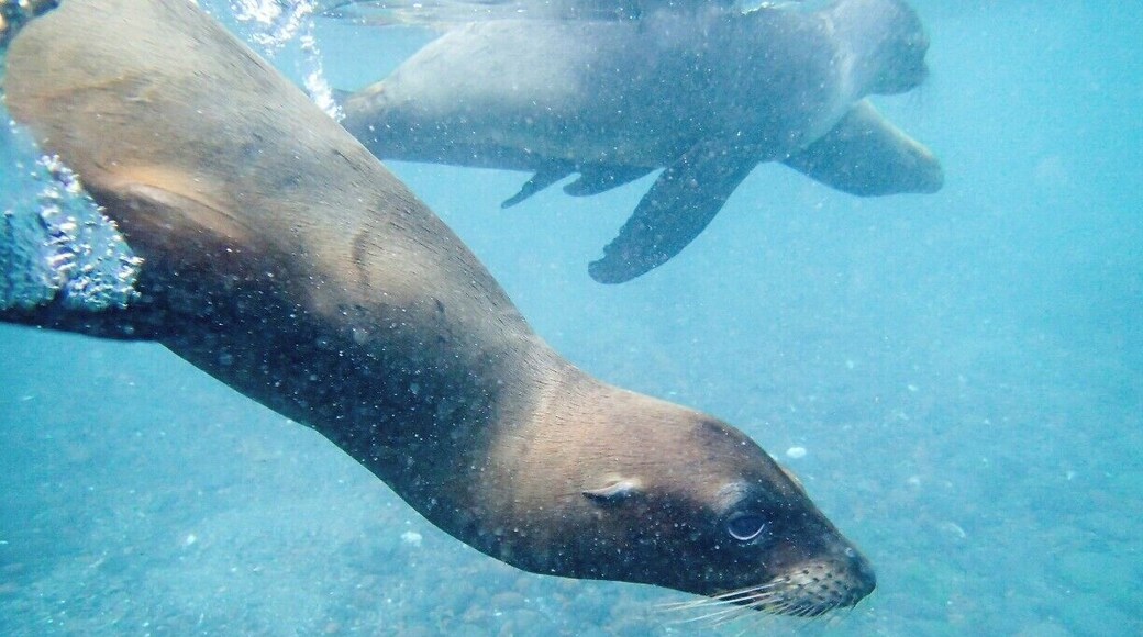 Swimming with baby sea lions was the perfect way to finish up our Galapagos adventure. A whole group of them were playing with us, and seemed especially drawn to the kids in our group.