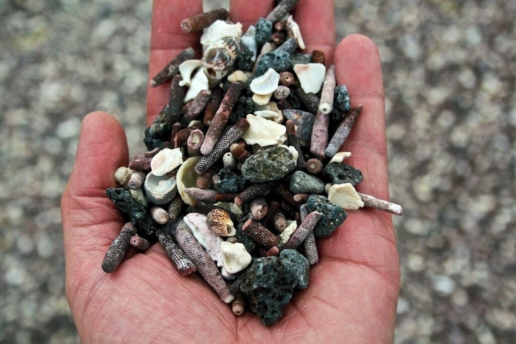 Handful of earth from this island where the lava fields span from the base of La Cumbre Volcano who last erupted in 2009, all the way to the ocean.  Marine Iguanas as far as the eye can see here.  Punta Espinoza, Fernandina Island in #Galapagos Islands, Equador - #NationalPark
