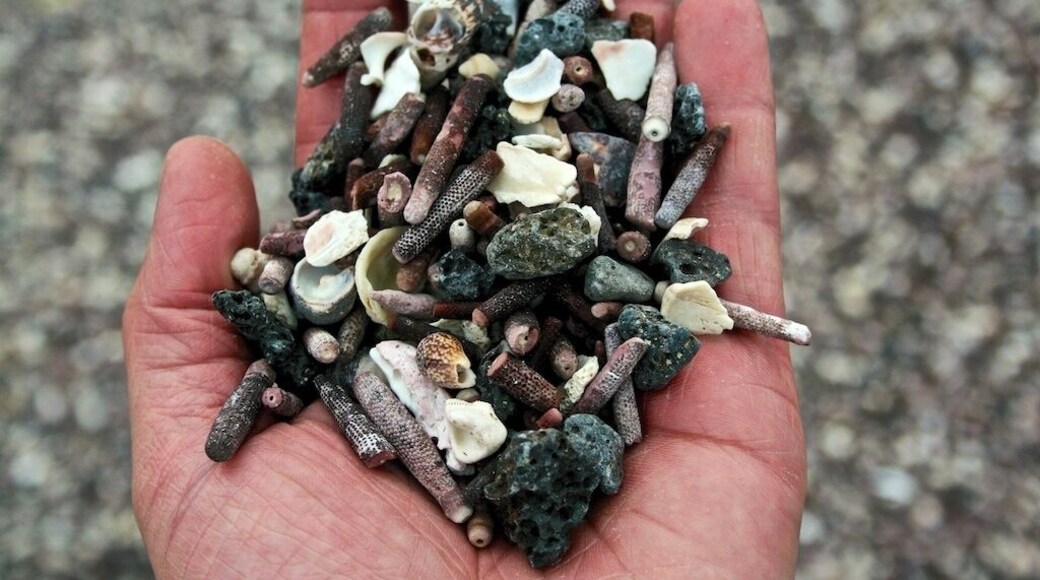 Handful of earth from this island where the lava fields span from the base of La Cumbre Volcano who last erupted in 2009, all the way to the ocean. Marine Iguanas as far as the eye can see here. Punta Espinoza, Fernandina Island in #Galapagos Islands, Equador - #NationalPark