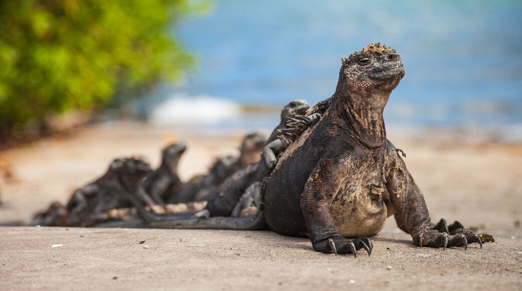 ํ๋ฅด๋๋๋ ์์ผ๋๋