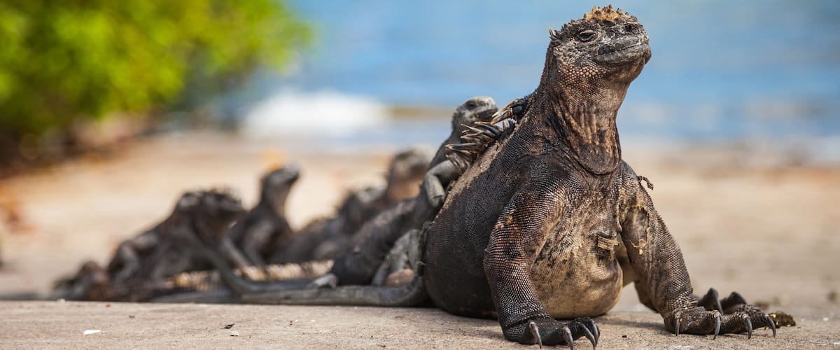 A group of marine iguanas on a sandy beach with the ocean in the background.