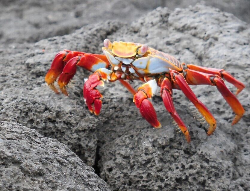 tap, tap, tap...skitter, skitter...
The colorful Sally light-foot crabs can be found decorating the lava rocks at many locations throughout the islands.