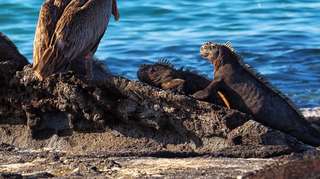 Punta Espinoza, Fernandina Island, Galapagos, Ecuador
A brown pelican and marine iguanas catching the afternoon sun on the lava rocks of Fernandina, the youngest of the Galapagos Islands. One of the more remote islands, it is not always part of a Galapagos itinerary but make sure it's on yours!
#LifeAtExpedia
#GreatOutdoors