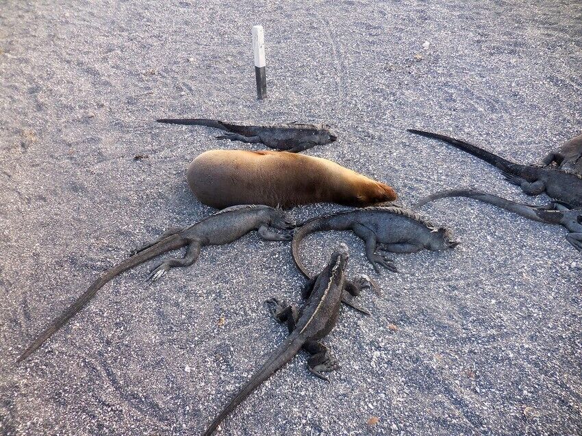 Nap time. The white marker indicates our path, and we had to quietly step around these resting pals on our walk. I love the trails their tails leave in the sand.