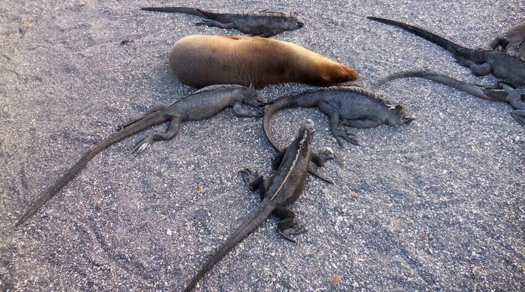 Nap time. The white marker indicates our path, and we had to quietly step around these resting pals on our walk. I love the trails their tails leave in the sand.