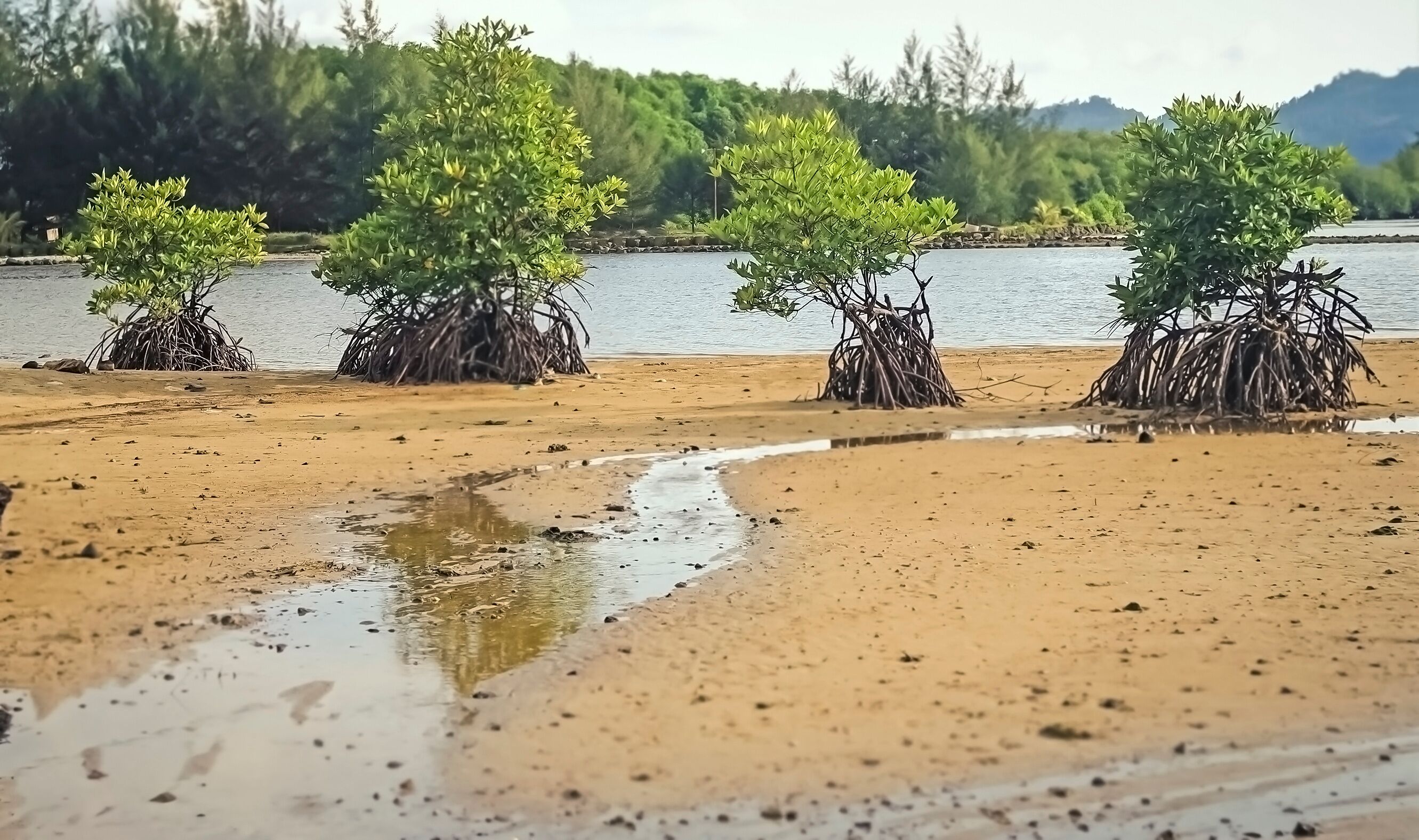 Mangrove trees on the coast of the Indian Ocean
