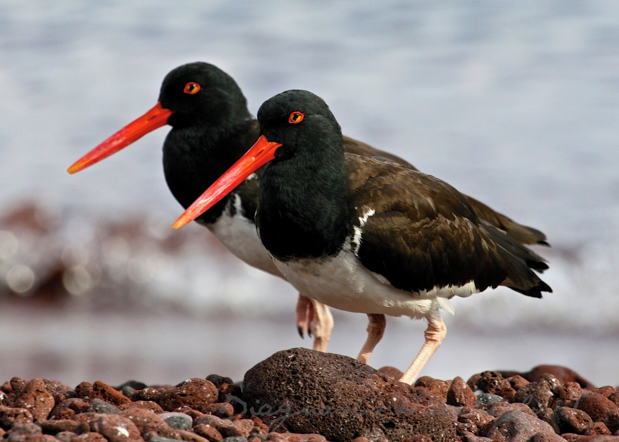 Pair of Oyster Catchers on Rabida Island, Ecuador ~ Galapagos