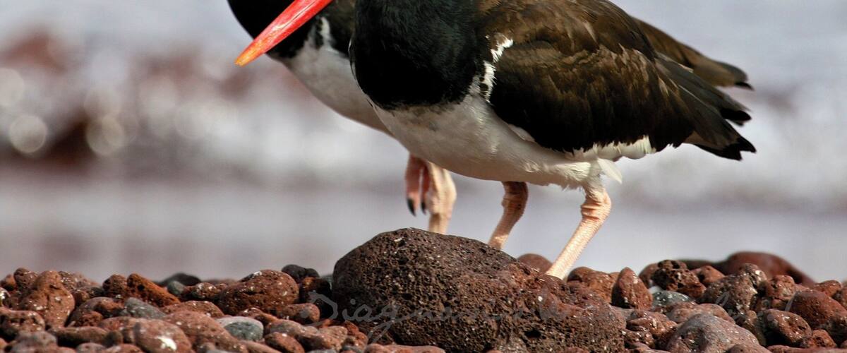 Pair of Oyster Catchers on Rabida Island, Ecuador ~ Galapagos