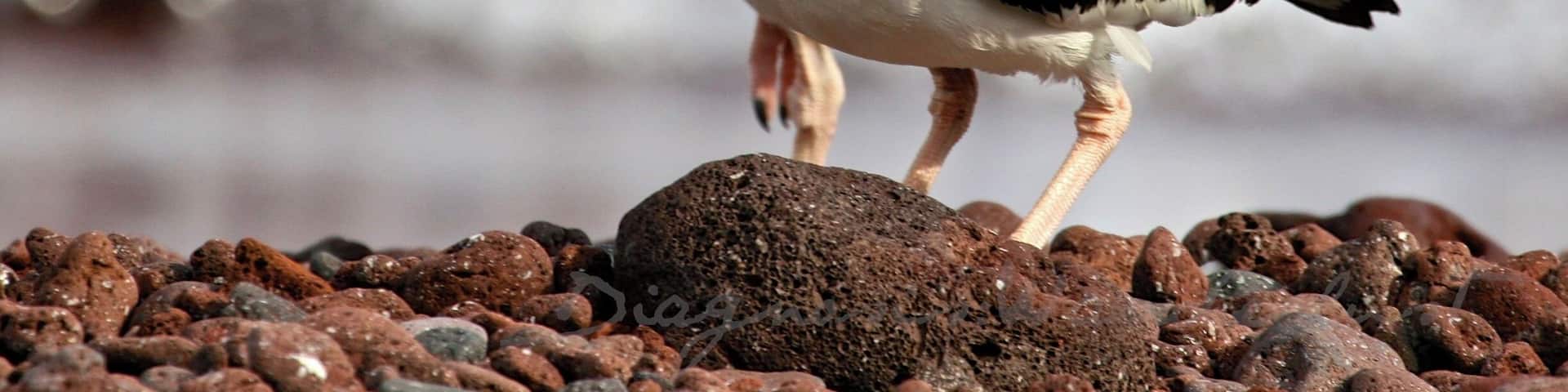 Pair of Oyster Catchers on Rabida Island, Ecuador ~ Galapagos