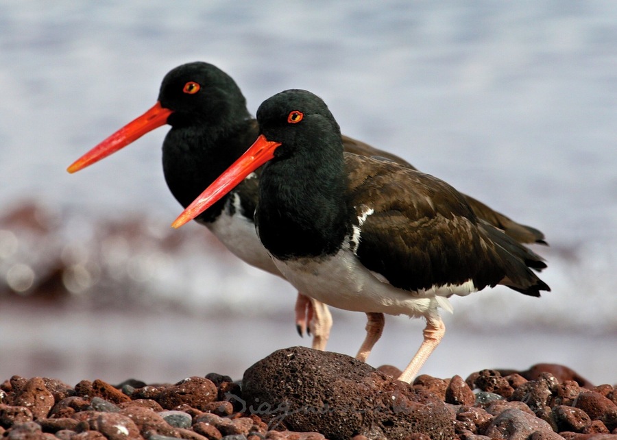 Pair of Oyster Catchers on Rabida Island, Ecuador ~ Galapagos