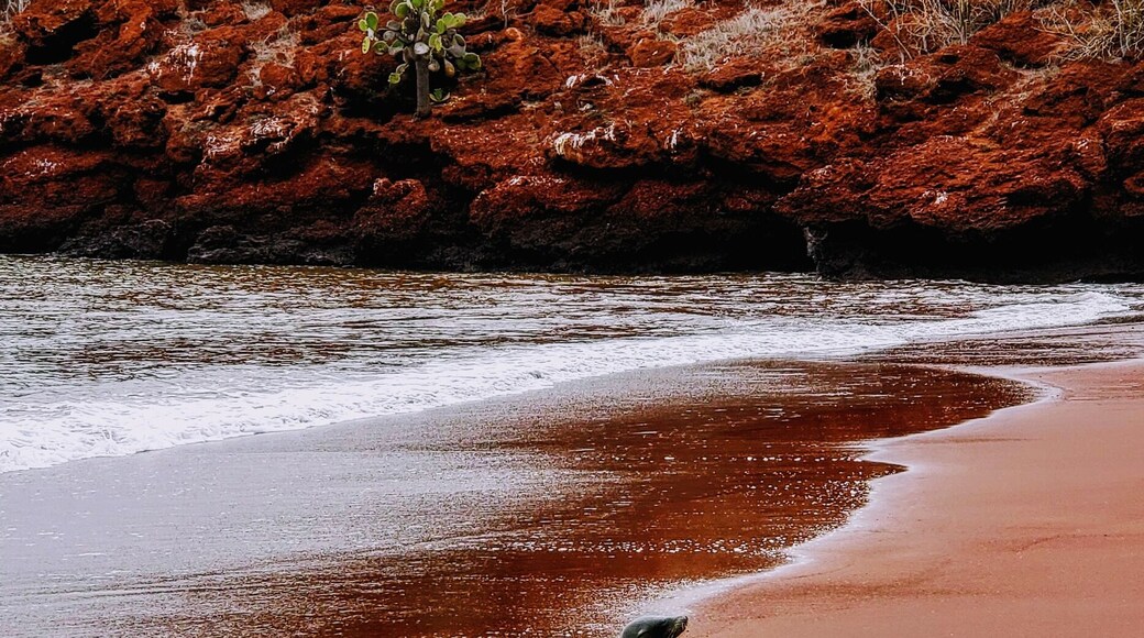 The islands of the Galapagos each have there own unique character. Rabida is known for its beautiful and distinctive red sand. #LifeAtExpedia