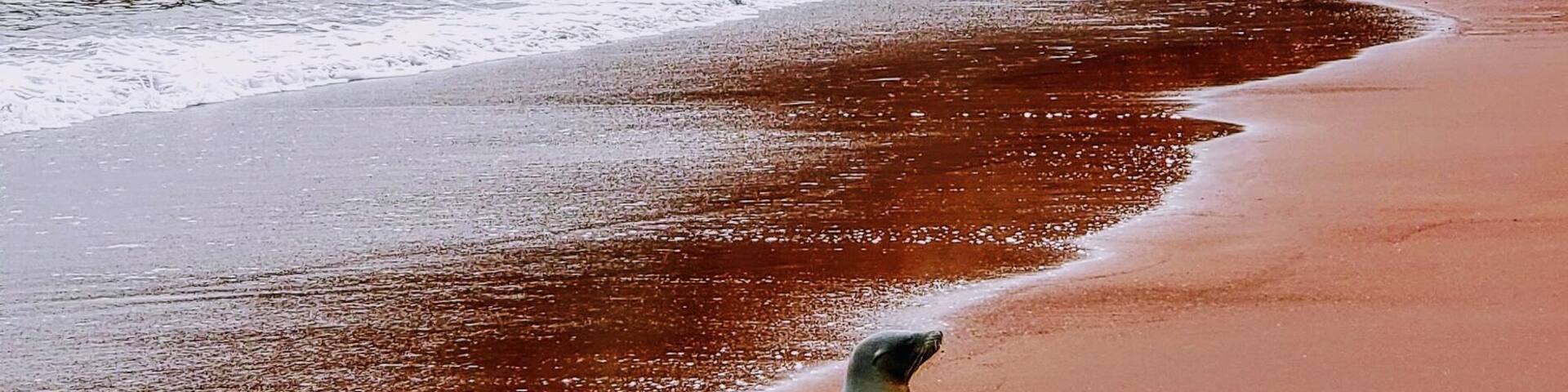 A seal on a red sandy beach with a rocky cliff in the background.