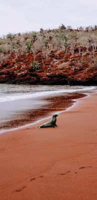 A seal on a red sandy beach with a rocky cliff in the background.