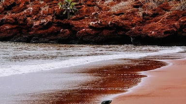 A seal on a red sandy beach with a rocky cliff in the background.