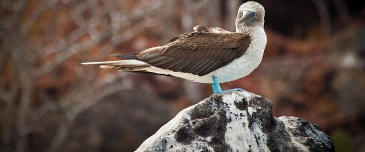 Rabida Island consist of a bright red breach, that's there we saw our first blue footed boobie during our Galapagos Island trip.
There were also many sea lions and marine iguanas sun bathing.
#galapagos #boobie #ecuador #birds