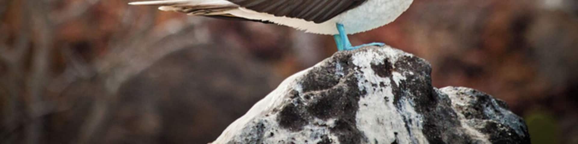 Rabida Island consist of a bright red breach, that's there we saw our first blue footed boobie during our Galapagos Island trip.
There were also many sea lions and marine iguanas sun bathing.
#galapagos #boobie #ecuador #birds