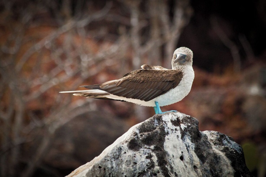 Rabida Island consist of a bright red breach, that's there we saw our first blue footed boobie during our Galapagos Island trip.
There were also many sea lions and marine iguanas sun bathing.
#galapagos #boobie #ecuador #birds