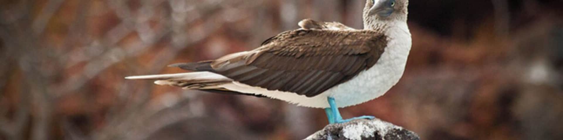 Rabida Island consist of a bright red breach, that's there we saw our first blue footed boobie during our Galapagos Island trip.
There were also many sea lions and marine iguanas sun bathing.
#galapagos #boobie #ecuador #birds