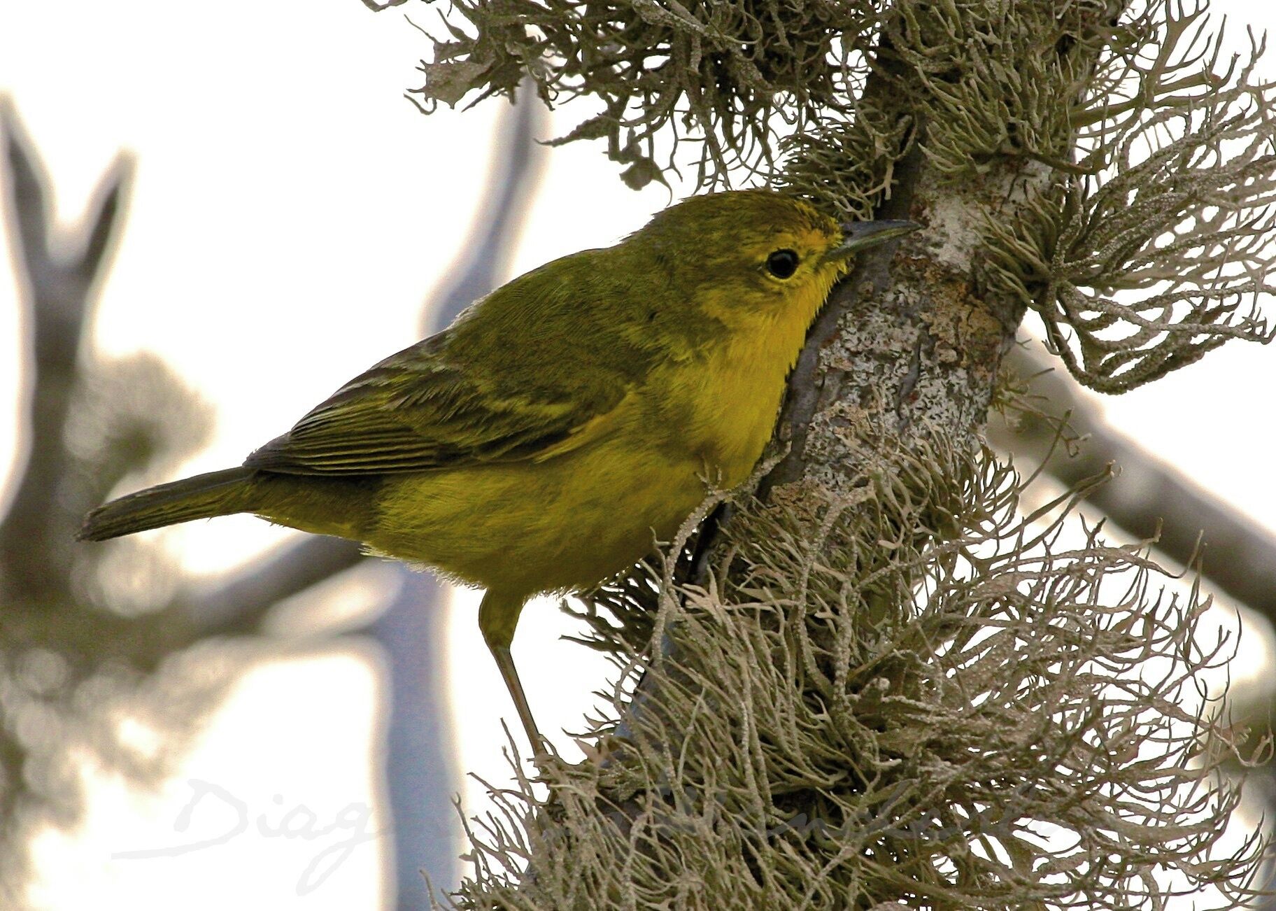 Yellow Worbler of Rabida Island, Ecuador - Galapagos.
