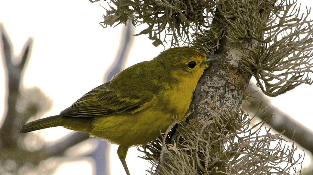 Yellow Worbler of Rabida Island, Ecuador - Galapagos.