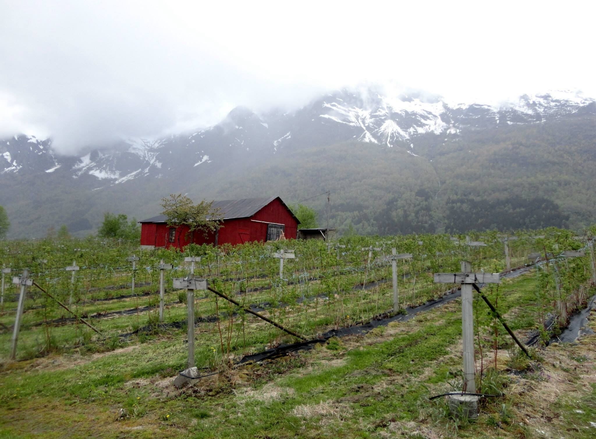 We were very surprised to see this Vineyard as we walked up to the Sengaberget viewpoint.
#LifeatExpedia #Red