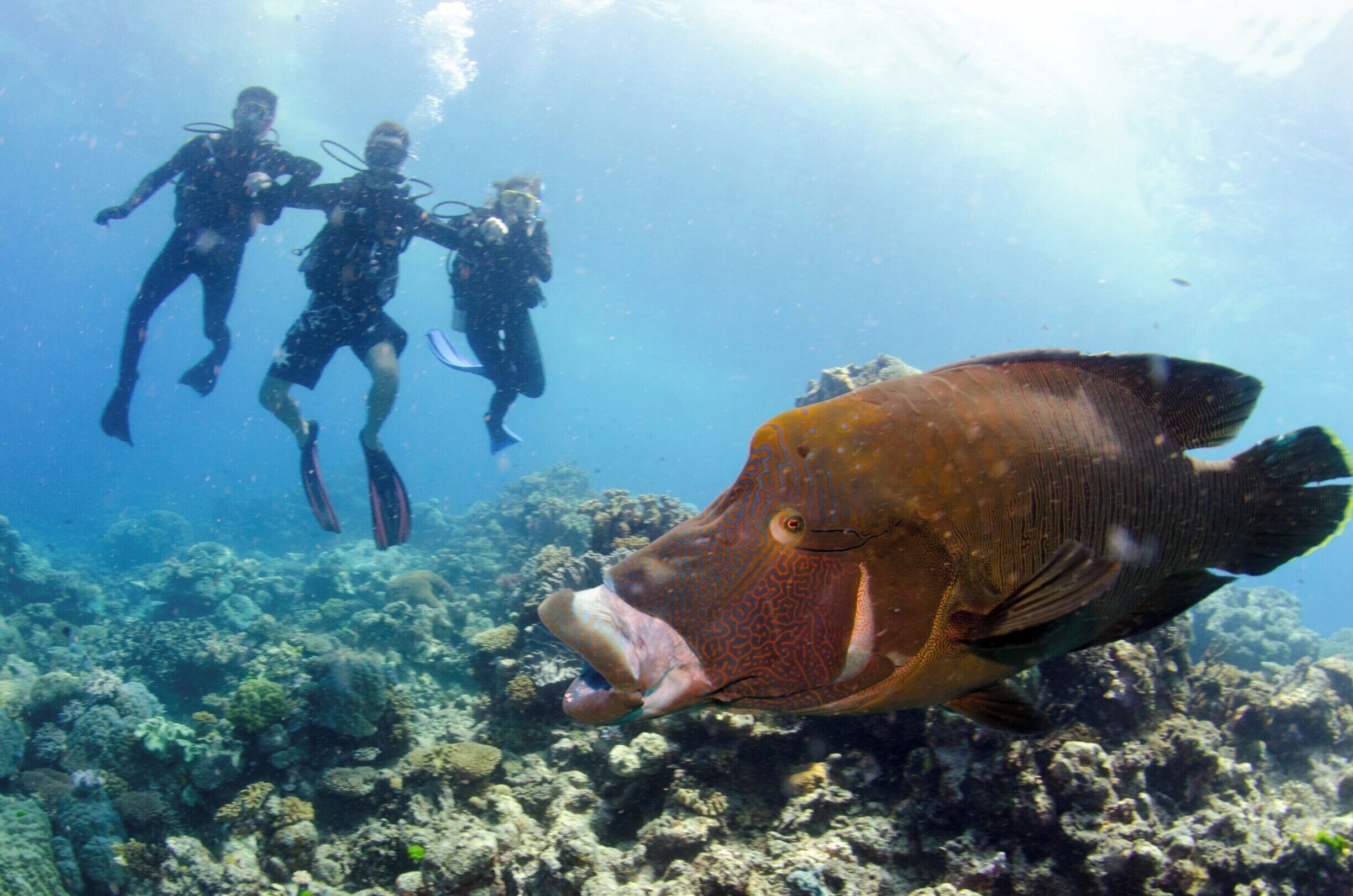 Dive on the Great barrier Reef and you could encounter Wally - a huge maori wrasse! 