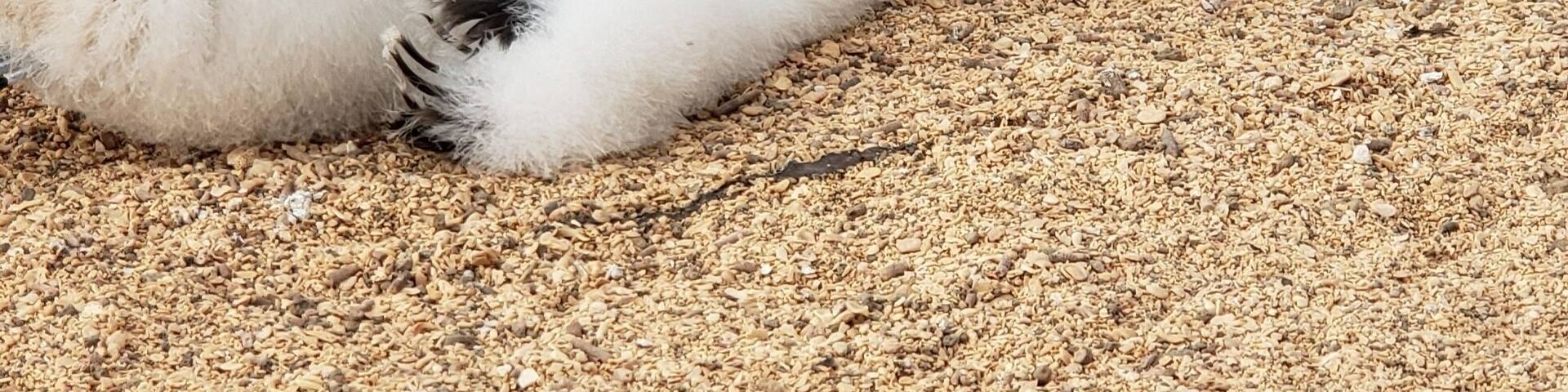 A bird lying on a gravel surface with red vegetation in the background.
