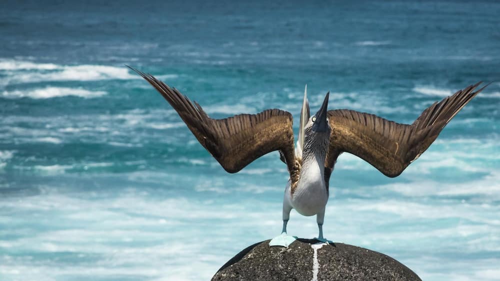 Ein Vogel mit ausgebreiteten Flügeln auf einem Felsen am Meer, wo Wellen brechen, mit einer großen Felsformation in der Ferne.