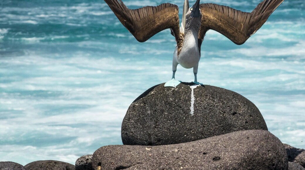 A male blue footed booby spreads its wings to woo his lady love. The females are often picky and can choose to mate with any of their various suitors. The game continues till the female picks her suitor.
#blue #galapagos