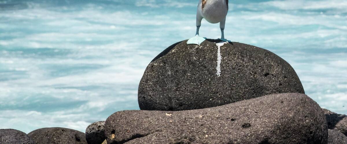 A male blue footed booby spreads its wings to woo his lady love. The females are often picky and can choose to mate with any of their various suitors. The game continues till the female picks her suitor.
#blue #galapagos