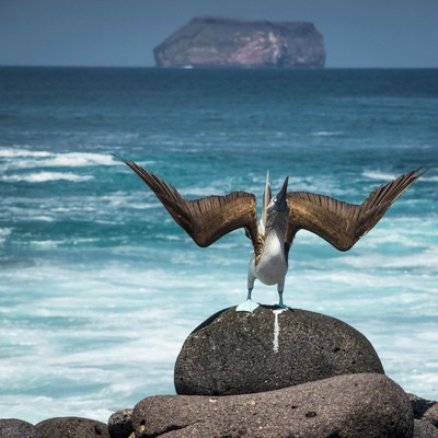 A male blue footed booby spreads its wings to woo his lady love. The females are often picky and can choose to mate with any of their various suitors. The game continues till the female picks her suitor.
#blue #galapagos