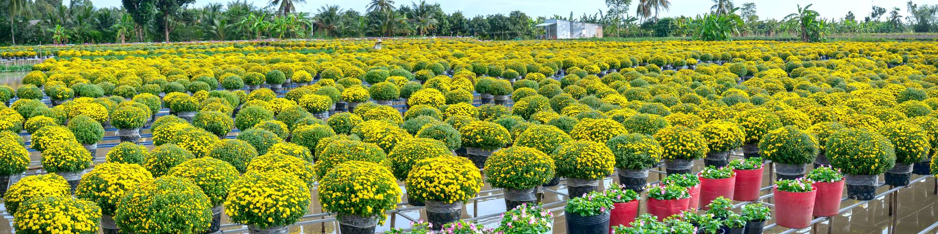 The garden above the water of Yellow Daisies is seen from above, blooming during the harvest. They are hydroponic planted in gardens along the Mekong Delta of Vietnam