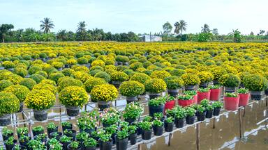 The garden above the water of Yellow Daisies is seen from above, blooming during the harvest. They are hydroponic planted in gardens along the Mekong Delta of Vietnam
