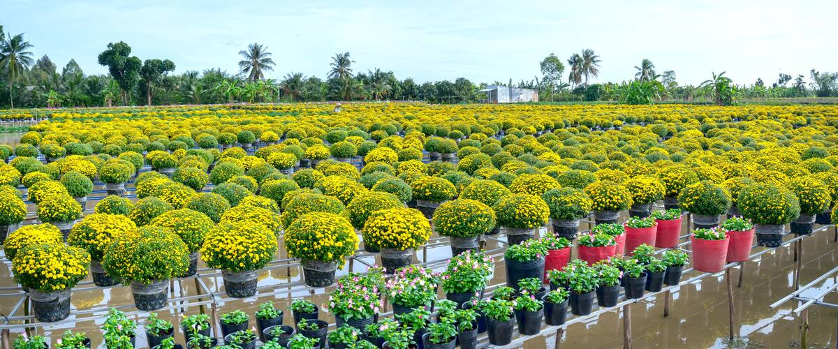 A greenhouse with rows of yellow flowering plants and some green foliage.
